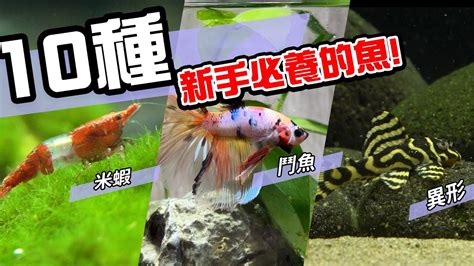 養魚種類